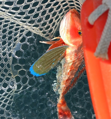 ホウボウの釣果