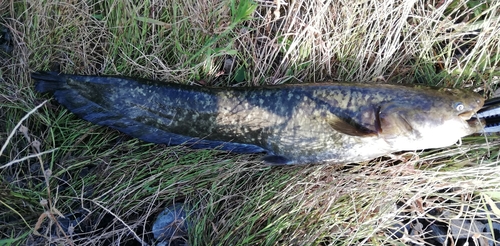 マナマズの釣果