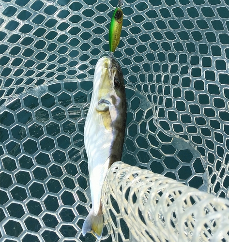 シロサバフグの釣果