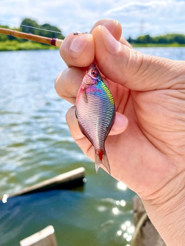 タナゴの釣果