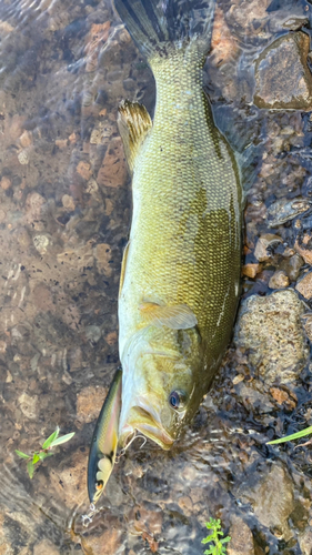 スモールマウスバスの釣果