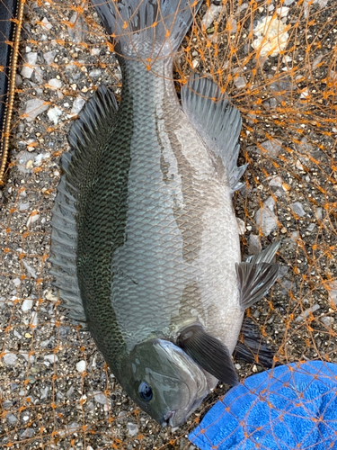 クロの釣果