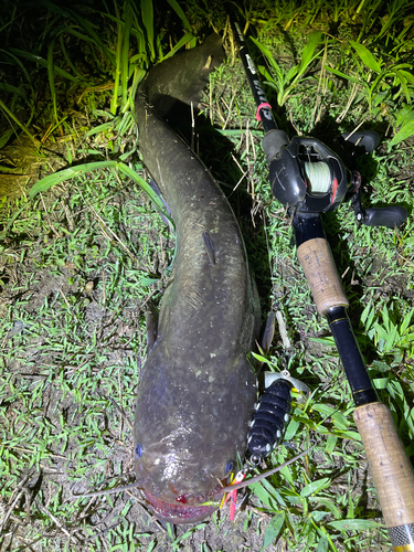 ナマズの釣果