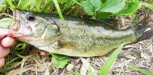 ラージマウスバスの釣果