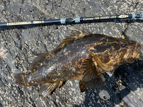 ベッコウゾイの釣果