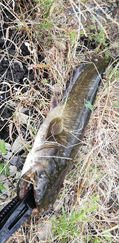 マナマズの釣果