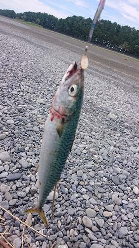 サバの釣果