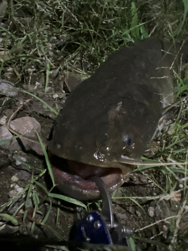 マナマズの釣果