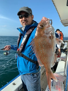 マダイの釣果