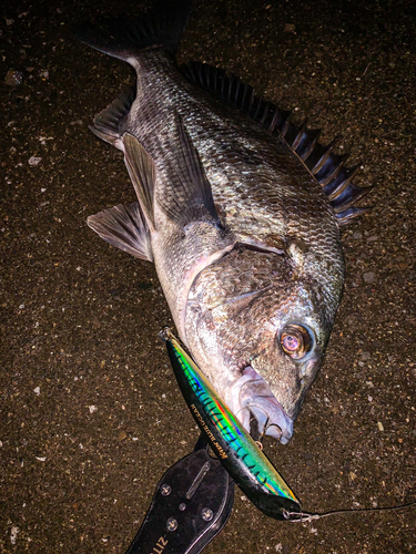 チヌの釣果