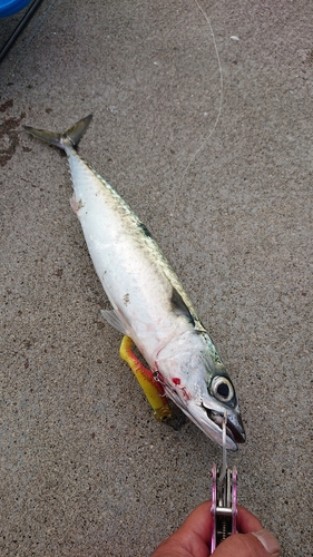 サバの釣果