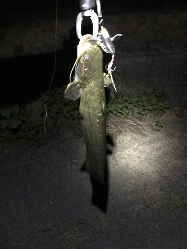 マナマズの釣果