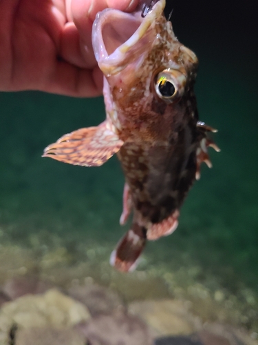 アラカブの釣果