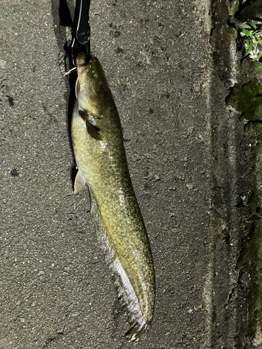 ナマズの釣果