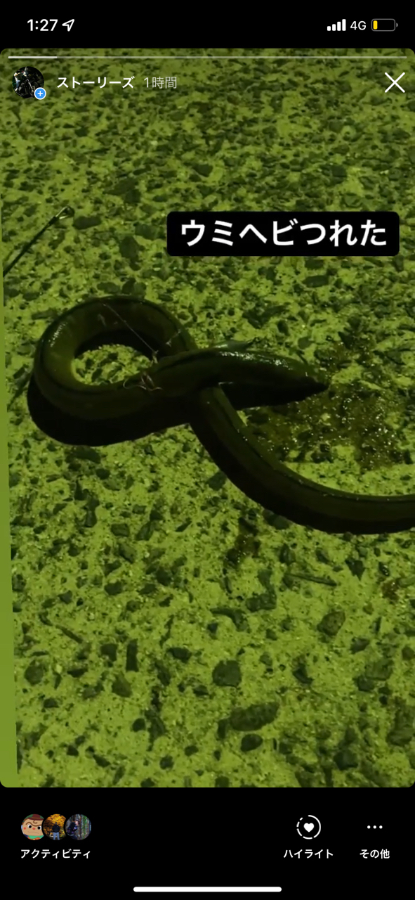 ホタテウミヘビ