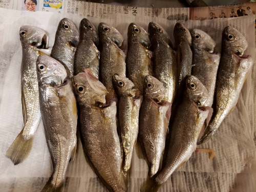 イシモチの釣果