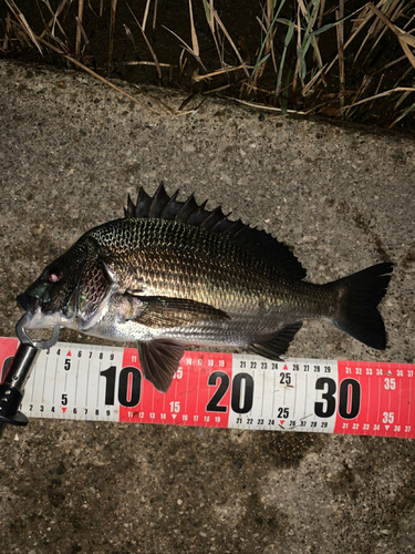 チヌの釣果