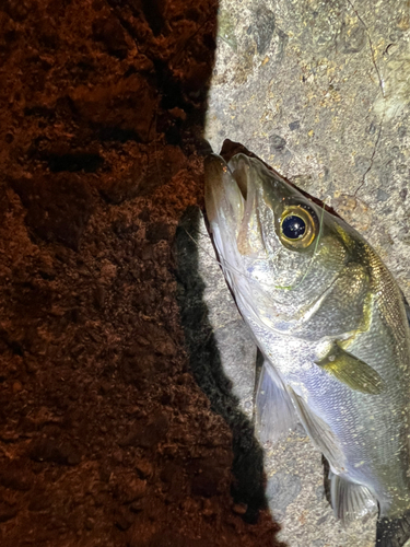 スズキの釣果