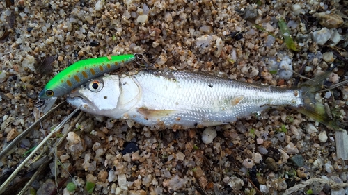 ハスの釣果