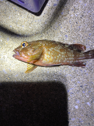 カサゴの釣果