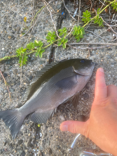 メジナの釣果