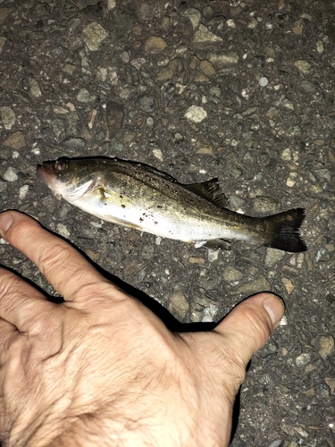 セイゴ（マルスズキ）の釣果