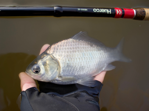 ヘラブナの釣果