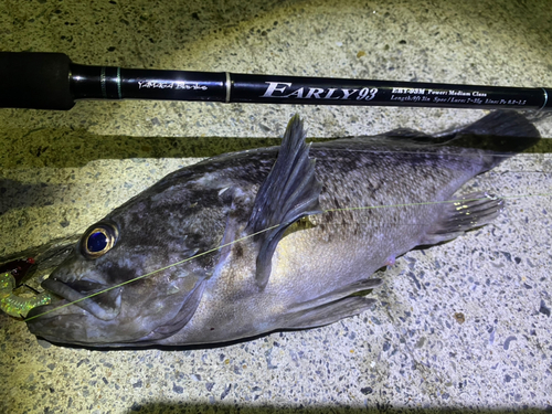 クロソイの釣果