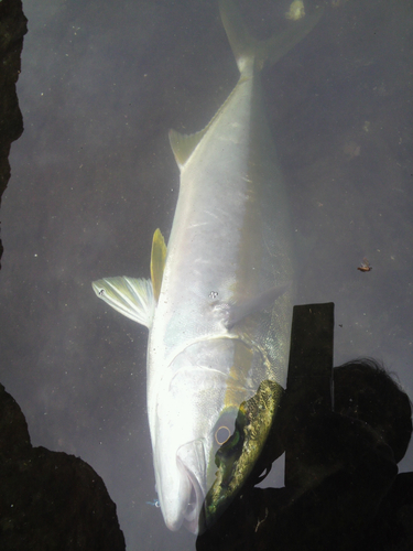 ヒラマサの釣果