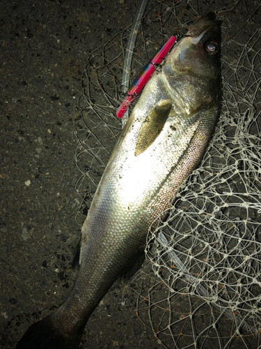 シーバスの釣果