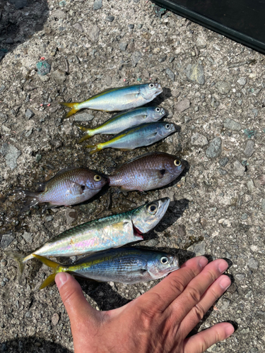 サバの釣果