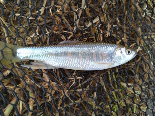 オイカワの釣果