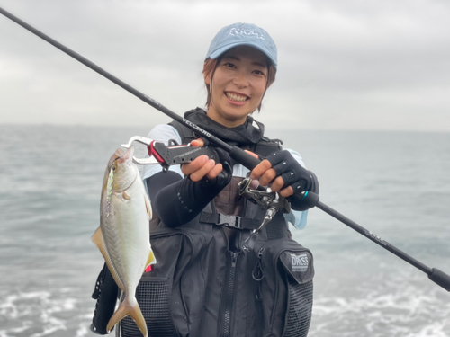 カンパチの釣果