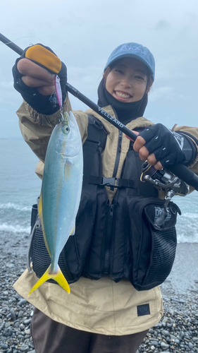 ワカシの釣果