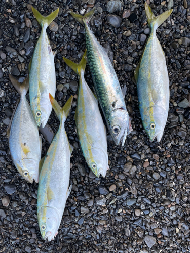 ワカシの釣果