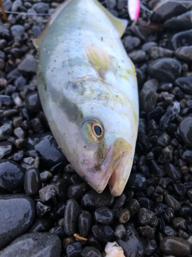 ショゴの釣果