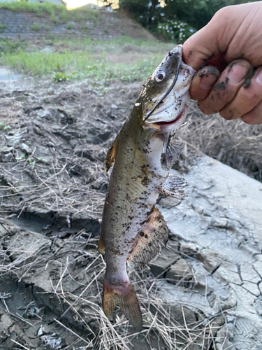 マナマズの釣果