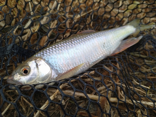 オイカワの釣果