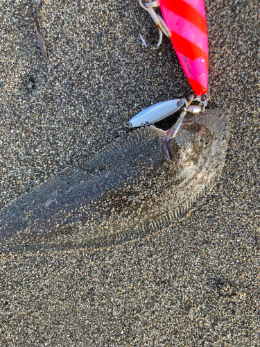 シタビラメの釣果