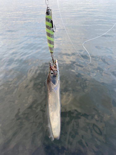 タチウオの釣果