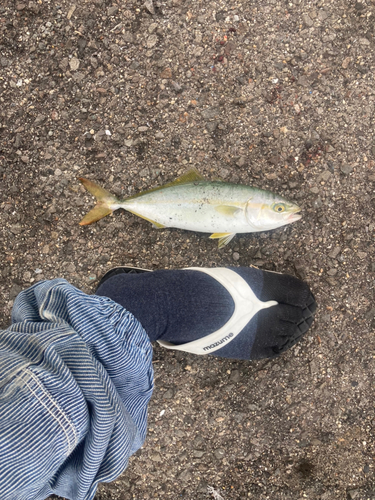 ツバスの釣果