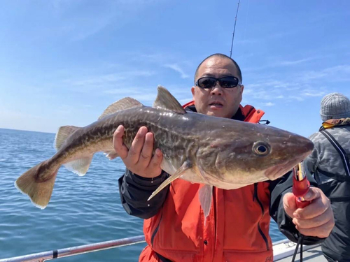 マダラの釣果