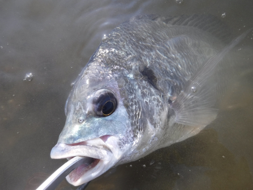 キビレの釣果