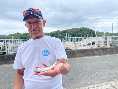 ウルメイワシの釣果