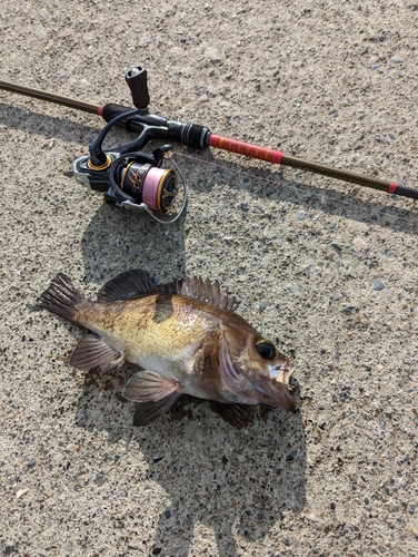 シロメバルの釣果