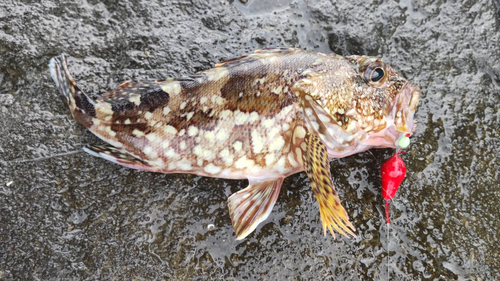 カワハギの釣果