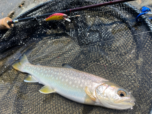 エゾイワナの釣果