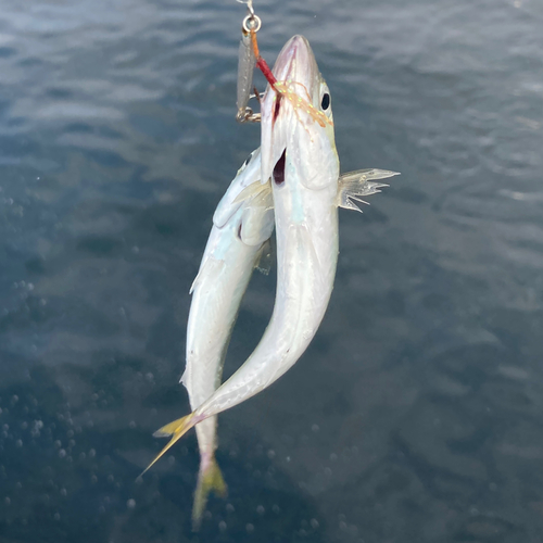 サバの釣果