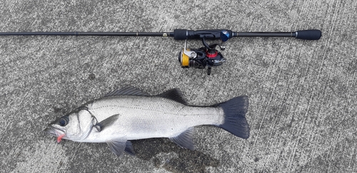 ヒラスズキの釣果