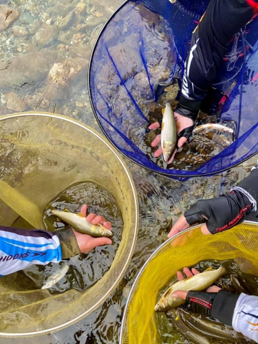 アユの釣果